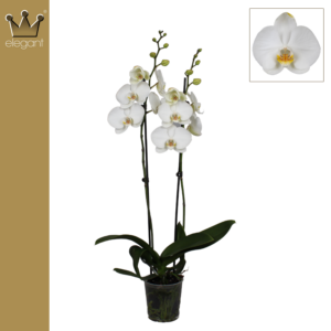 Elegant 2 White Stems - 65 cm