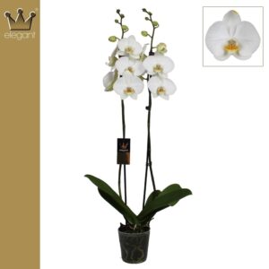 Elegant 2 White Stems - 70 cm