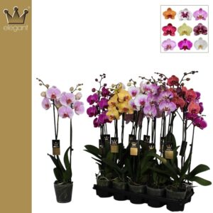 Elegant 65 cm Mix 16+