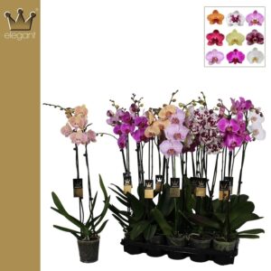 Elegant 75 cm Mix