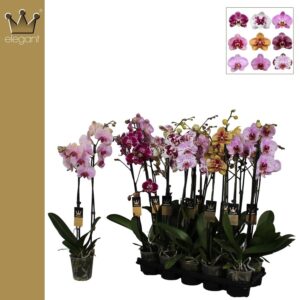 Elegant Taiwan Mix